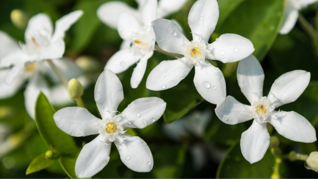 flores de jazmín